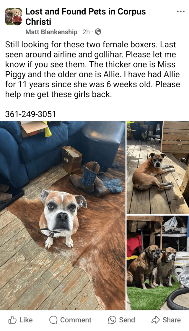 Lost Dog in Corpus Christi, Texas — listing photo