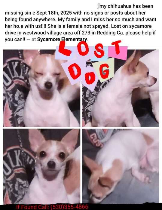 Lost Dog in Redding, California — listing photo
