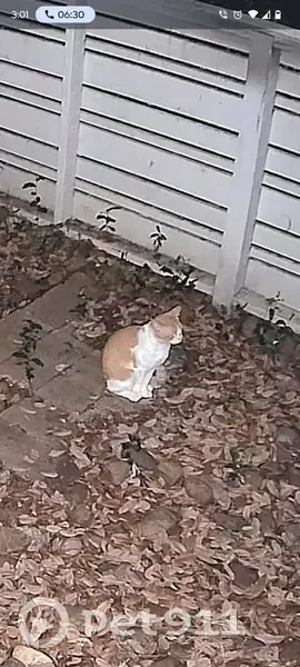 Lost Cat in San Antonio, Texas — listing photo