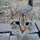 Lost Pet in Omaha, Nebraska — Help find this cat's home!