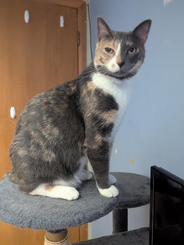 Lost Cat in Wichita, Kansas — listing photo