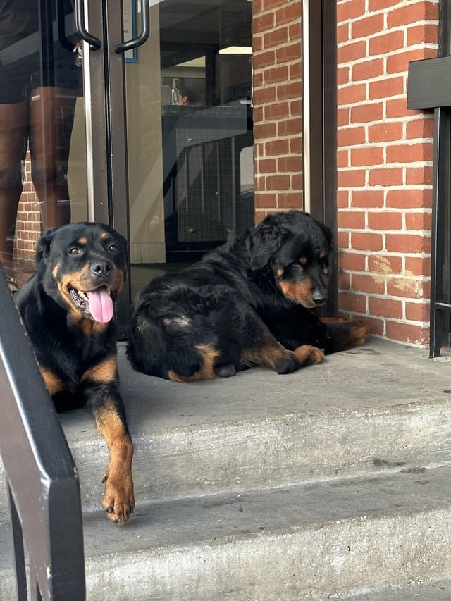 Lost Dog in Baltimore, Maryland — listing photo