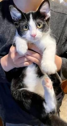 Found Dog in Bellingham, Washington — 🐾 Three Sweet Sisters Looking for Loving Homes 🐾 📍Located in Bellingham, WA
