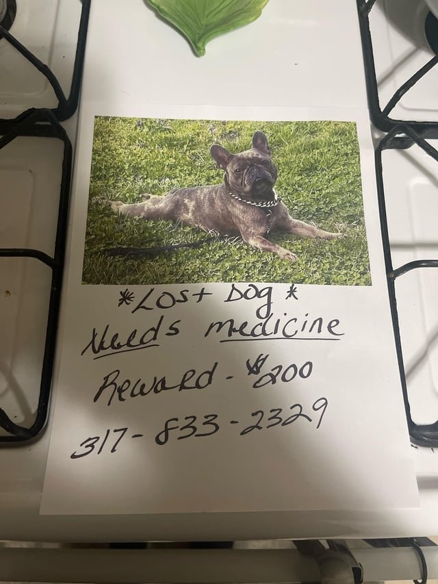 Lost Dog in Indianapolis, Indiana — listing photo