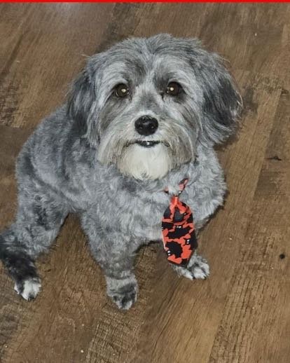 Lost Dog in Mosaic dr — listing photo