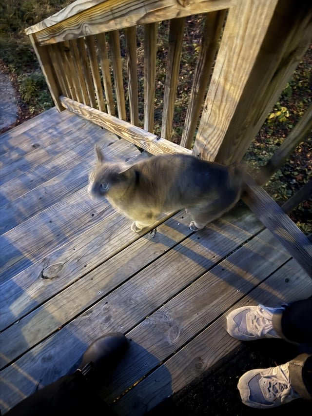 lost cat in Baltimore, Maryland