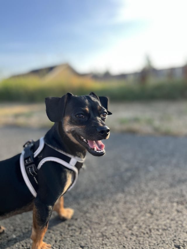 lost dog in Seattle, Washington