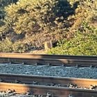 Lost Cat in K — 8th street trolley station cat
