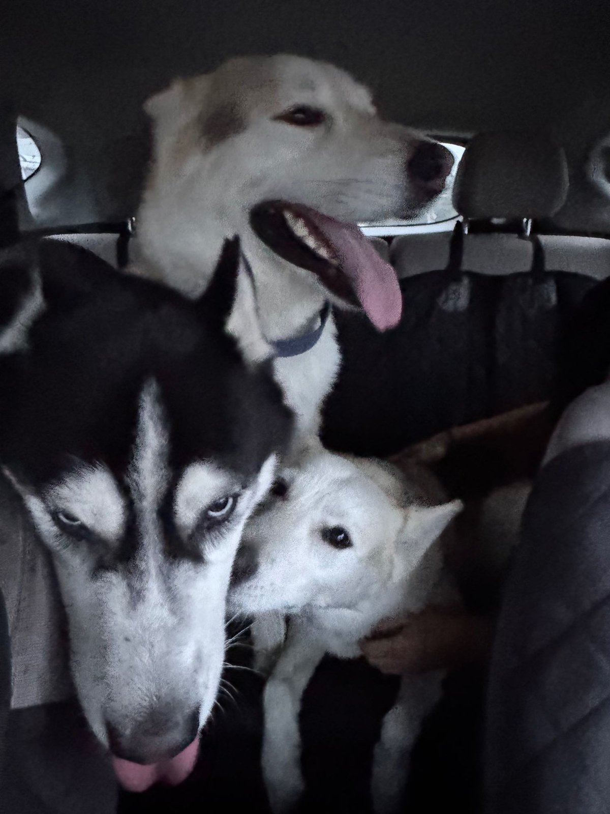Found Dog in Rowland Heights — listing photo