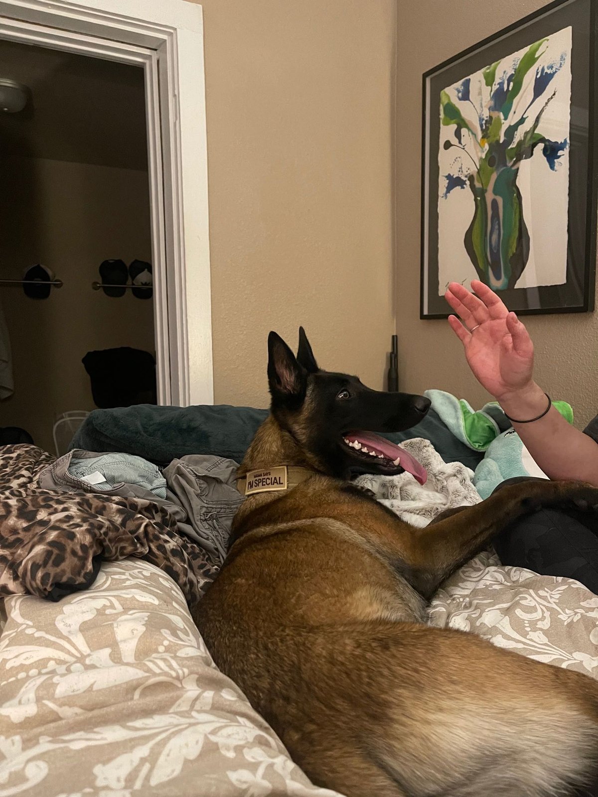 Lost Dog in Pueblo, Colorado — listing photo