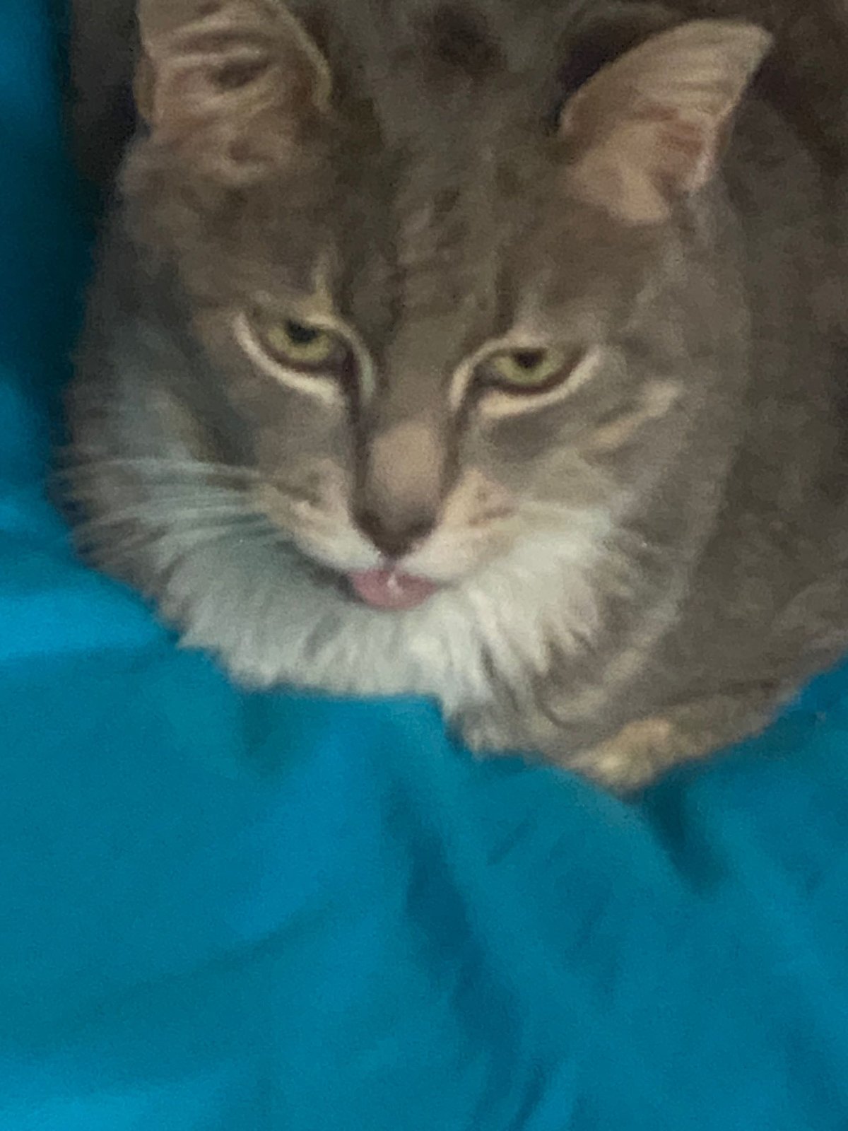 Lost Cat in West Sacramento, California — listing photo