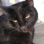 lost cat in Louisville, Kentucky