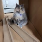 lost cat in Austin, Texas