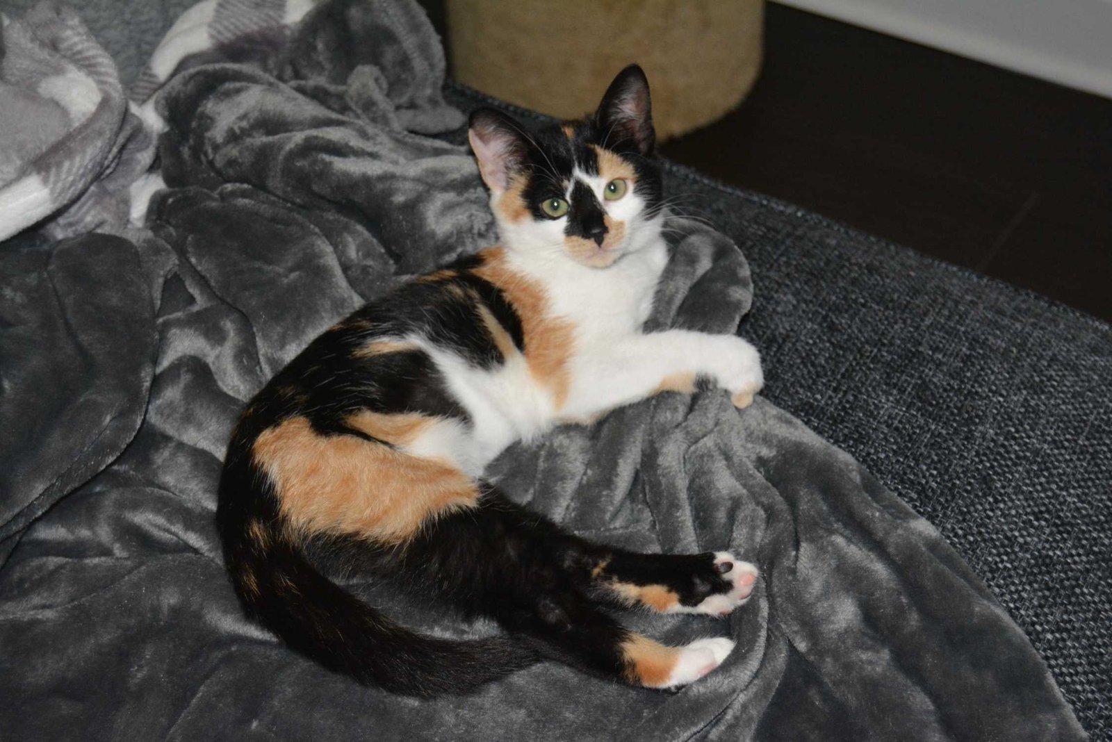 Lost Cat in Round Rock, Texas — listing photo