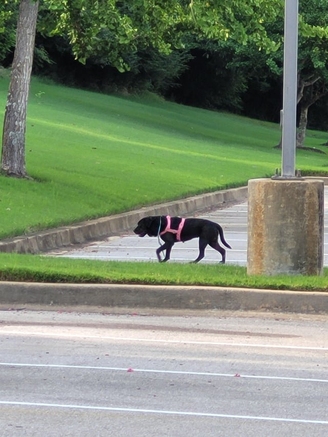 Lost Dog in Memphis, Tennessee — listing photo