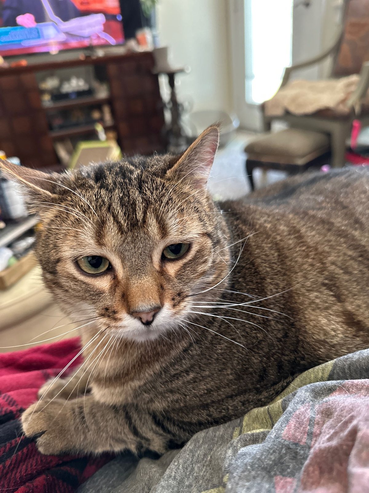 Lost Cat in Hermiston — listing photo