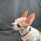 Found Dog in Philadelphia, Pennsylvania — listing photo