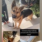 found dog in Louisville, Kentucky