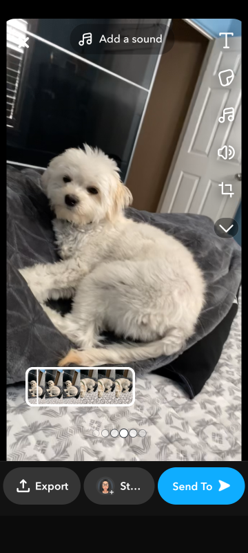 Lost Dog in Los Angeles, California — listing photo