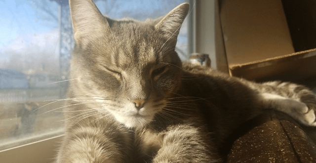Lost Cat in Indianapolis, Indiana — Please help find my cat