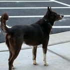found dog in Asheville, North Carolina