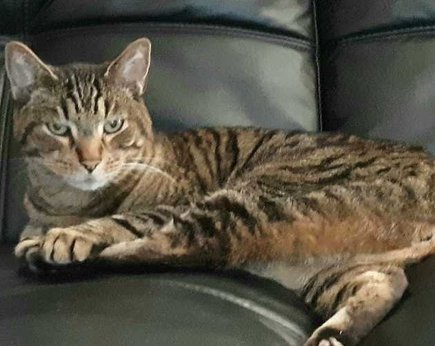 Lost Cat in La Mesa, California — listing photo