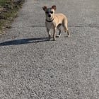 Lost Dog in Milwaukee, Wisconsin — listing photo