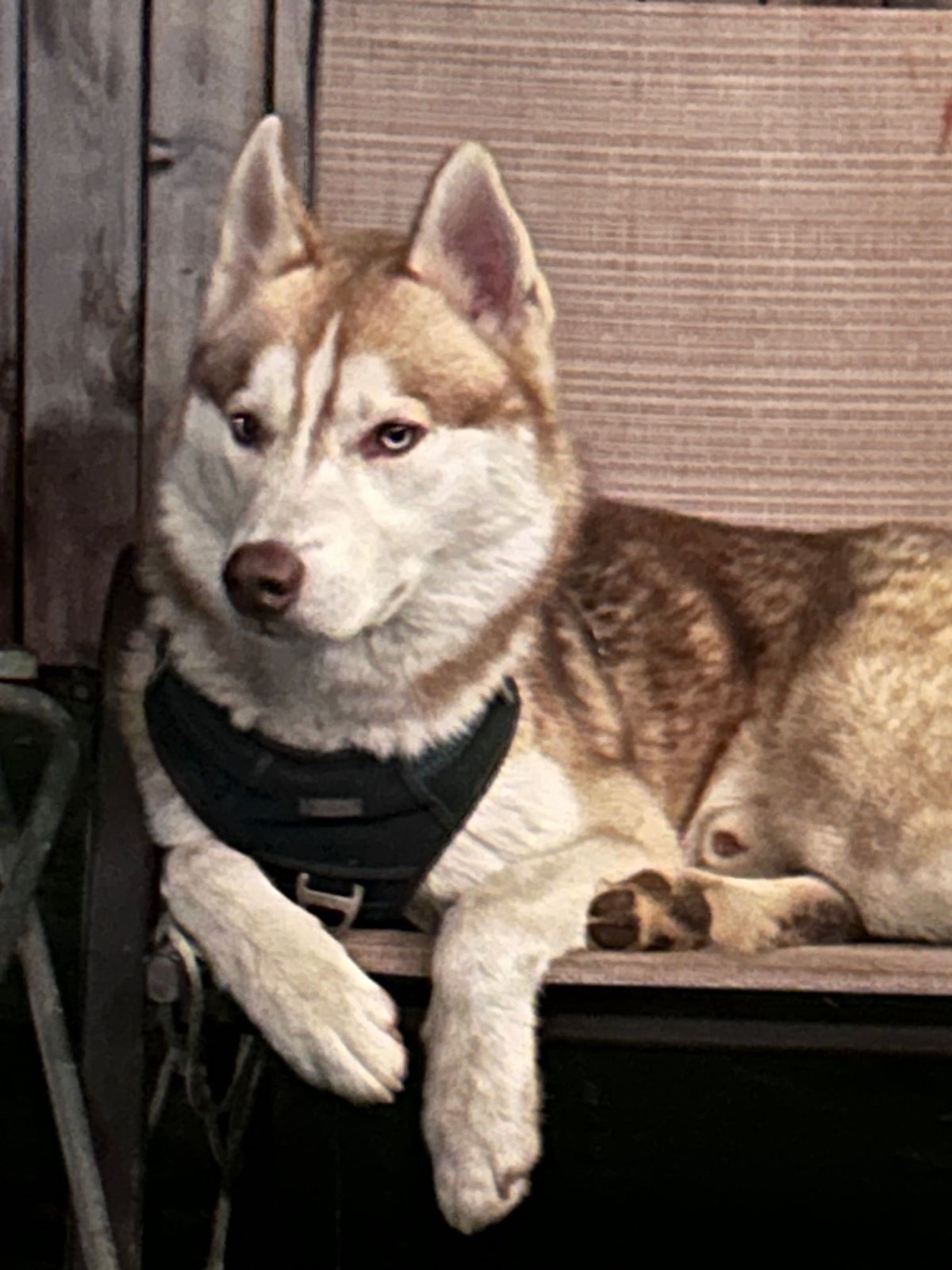 Lost Dog in Sacramento, California — listing photo