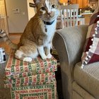 lost cat in Nashville, Tennessee