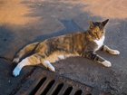 Lost Cat in Charlotte, North Carolina — listing photo