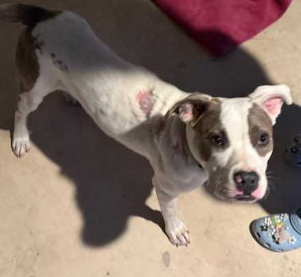 Found Dog in Leon Valley — listing photo