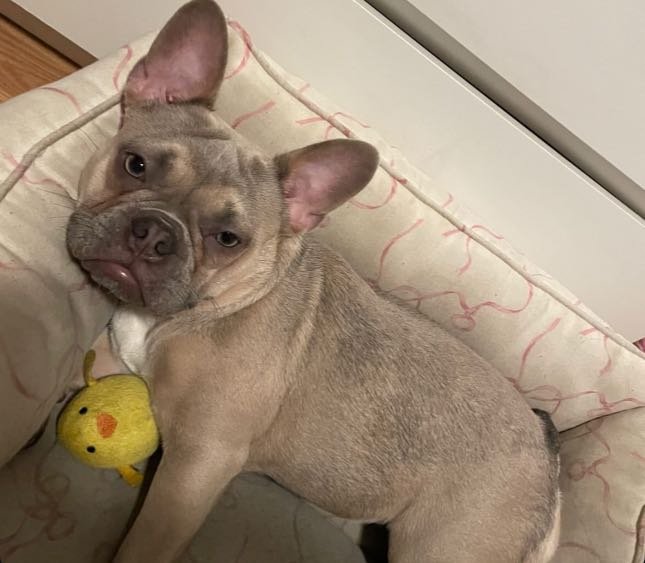 Lost Dog in Anaheim, California — listing photo