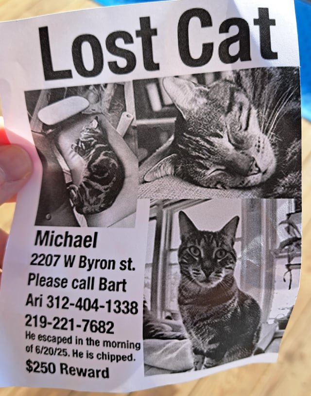 lost cat in Chicago, Illinois