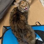 lost cat in Dayton, Ohio