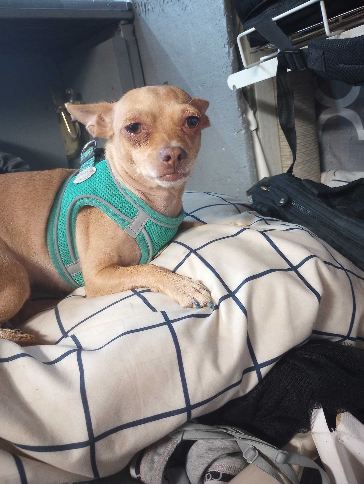 Lost Dog in Glendale, Arizona — listing photo