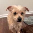 Lost Pet in Baltimore, Maryland — listing photo