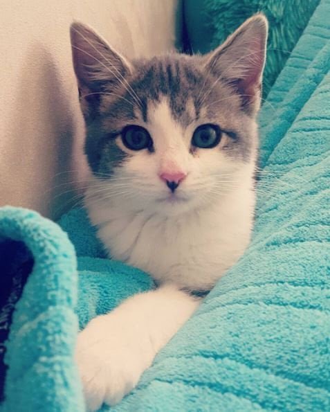 Lost Cat in Kansas City, Missouri — listing photo