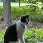 lost cat in Asheville, North Carolina