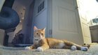 Lost Cat in Charlotte, North Carolina — listing photo