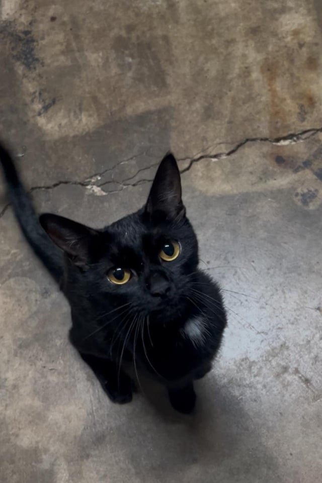 Lost Cat in Oklahoma City, Oklahoma — listing photo