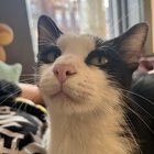 found pet in Cincinnati, Ohio