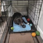 lost pet in Tampa, Florida