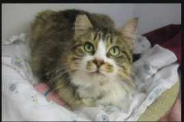 Lost Cat in El Centro, California — listing photo