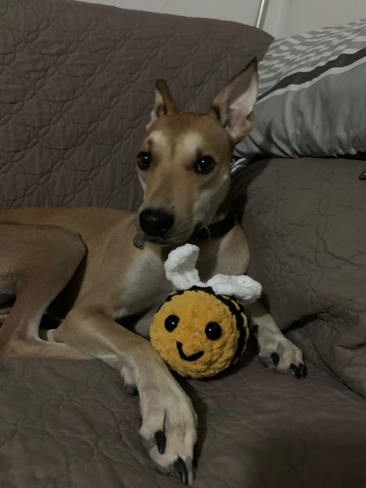 Lost Dog in Canutillo — listing photo