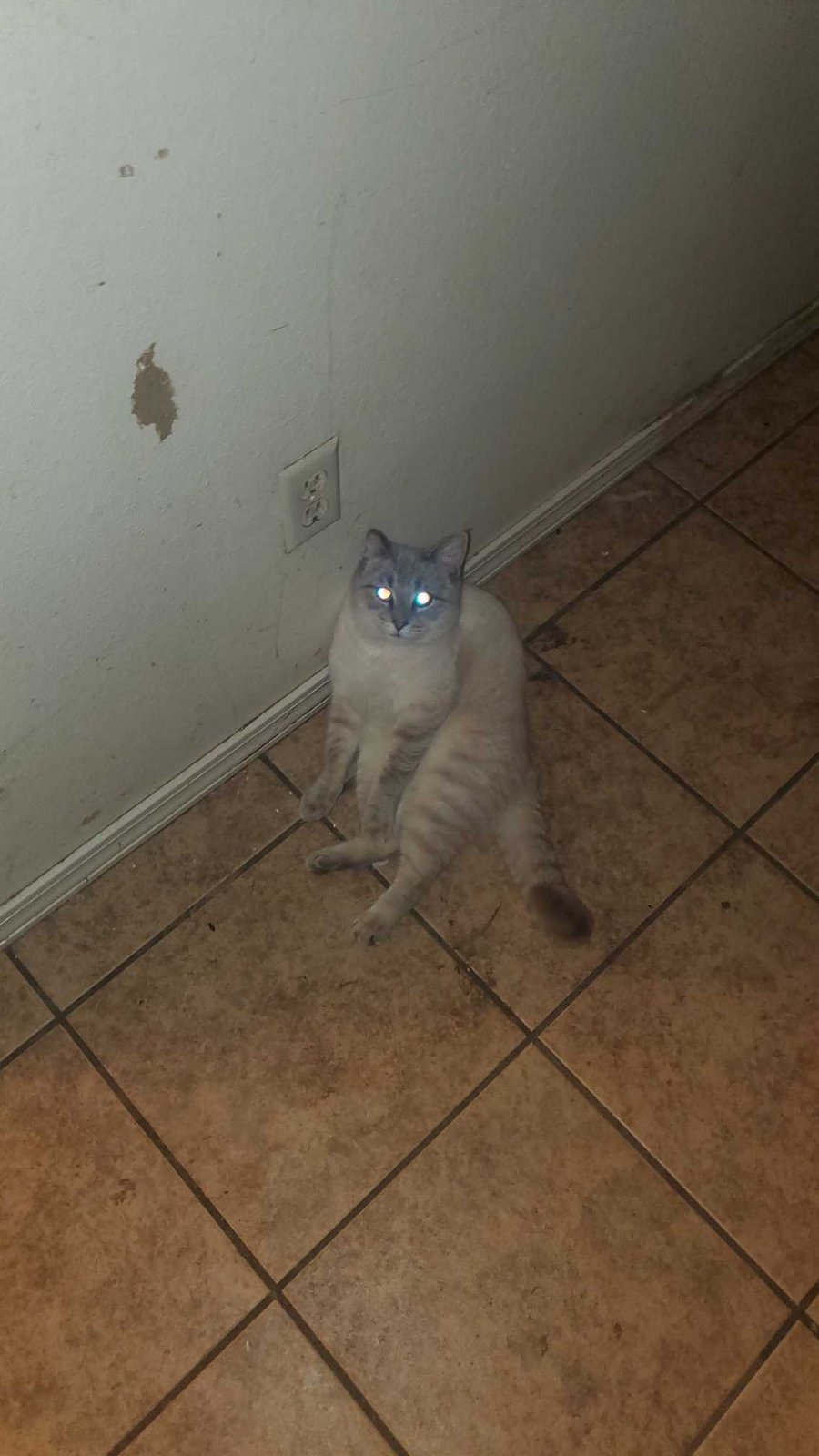 Lost Cat in Oklahoma City, Oklahoma — listing photo