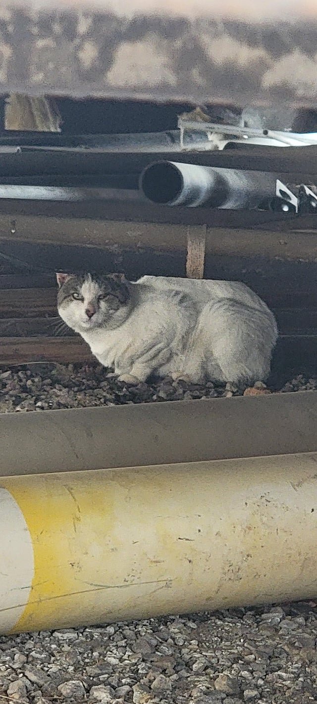 found cat in Reno, Nevada
