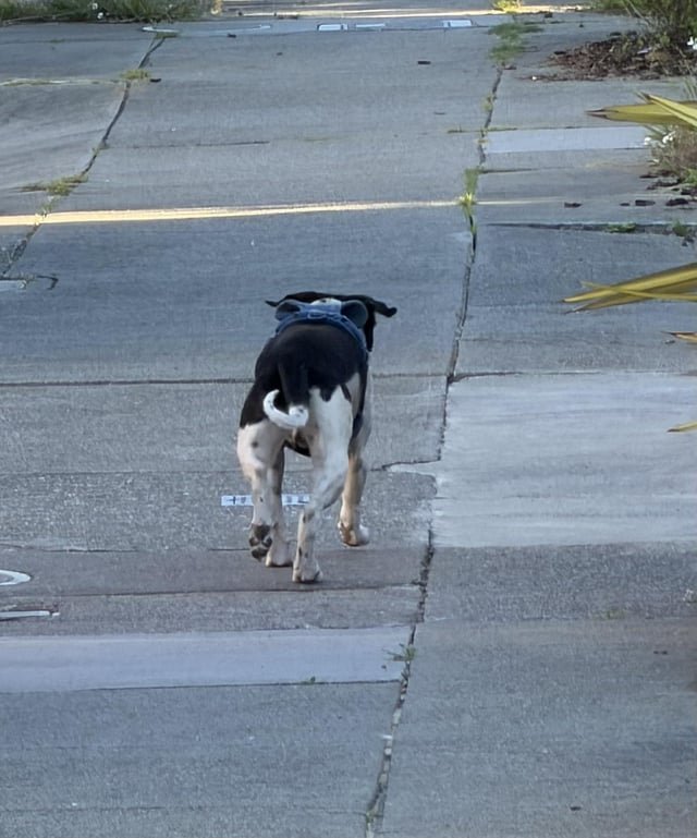 lost dog in San Francisco, California