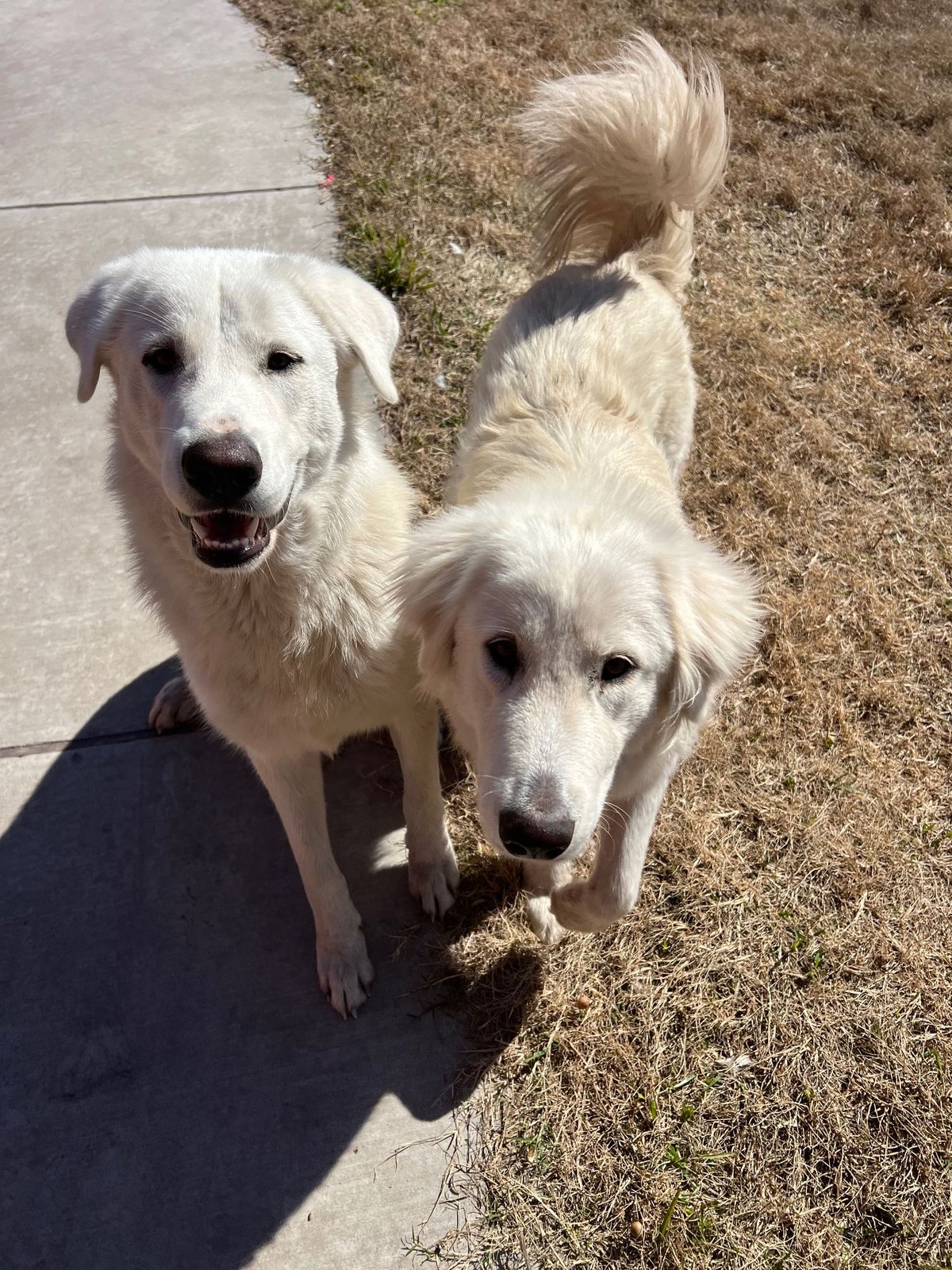 Lost Dog in alice tx 78332 — listing photo