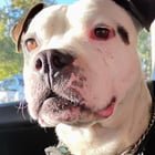Found Pet in Sacramento, California — listing photo
