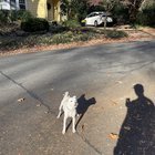 Lost Dog in Winston-Salem, North Carolina — listing photo